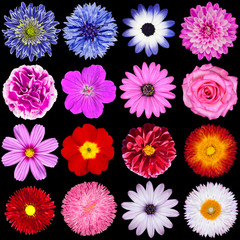 Red, Pink, Purple, Blue and White Flowers Isolated on Black