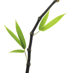 Naklejka premium Black Bamboo leaves and stalk