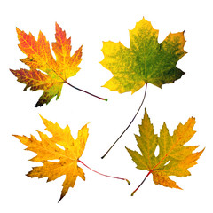 Herbst: Bunte, freigestellt Blätter