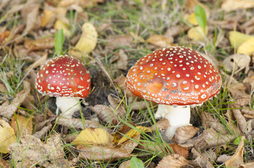 Fliegenpilz Fly Agaric