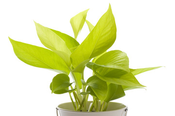 白背景にライムポトス