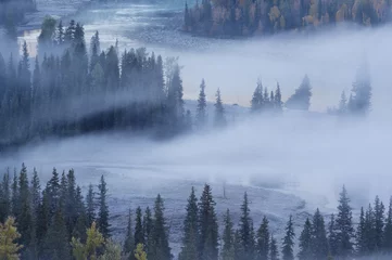 Fotobehang Mistig bos rustige herfst in mist