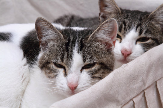 le mie gattine