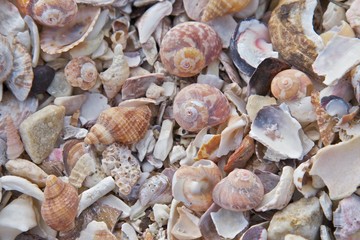 Sea Shells