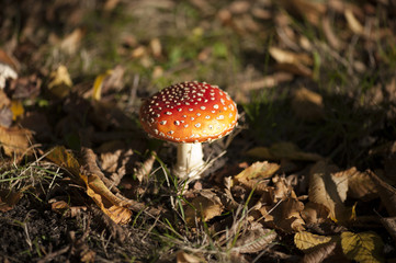 Fliegenpilz Fly Agaric