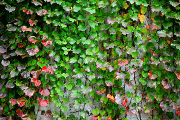 ivy covering wall