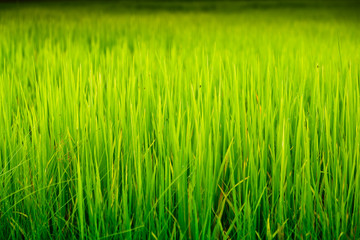Rice field.