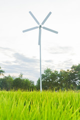 Rice field with wind turbines.