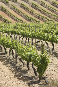 Vineyards
