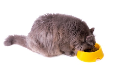 Eating grey cat