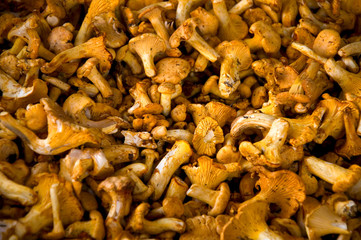 Pfifferlinge
