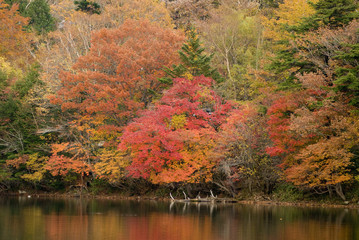 中禅寺湖の紅葉