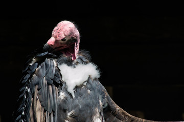 vulture real Indian