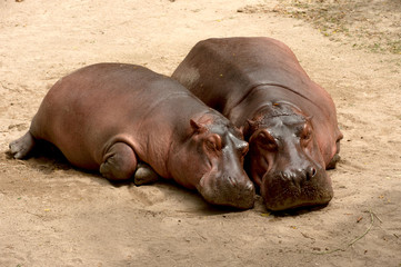 Mother and son of Hippopotamus sleeping.