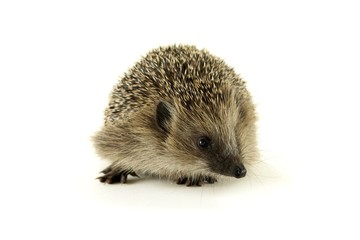 Igel von vorne