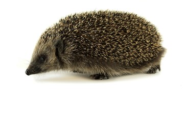 Igel von der Seite