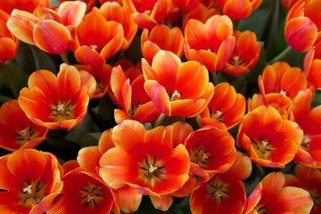 Tulips Flowers