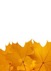 Ahorn Blätter Herbst