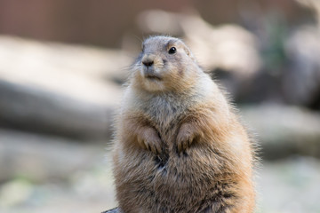 prairie dog