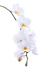 Paintings on glass Orchid White orchid on a white background