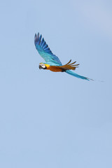 Macaw in Flight 6 © Cornershots