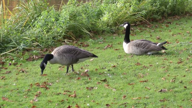 Kanadagans Branta Canadensis