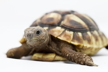 Young turtle on a white background