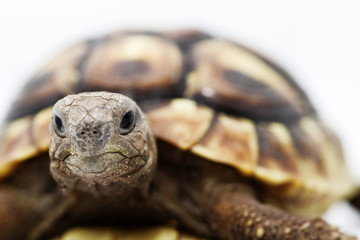 Young turtle on a white background