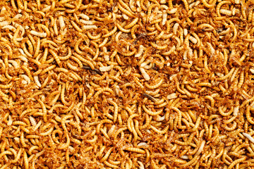 mealworms