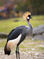 Crowned Crane © Andreas Krappweis