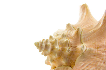 Nice conch isolated on white