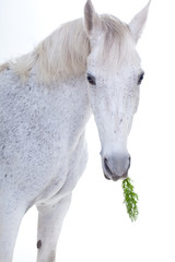 Horse portrait in photo studio
