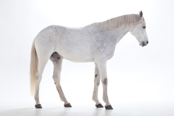 Horse portrait in photo studio
