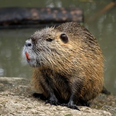 Le ragondin © Patrick J.