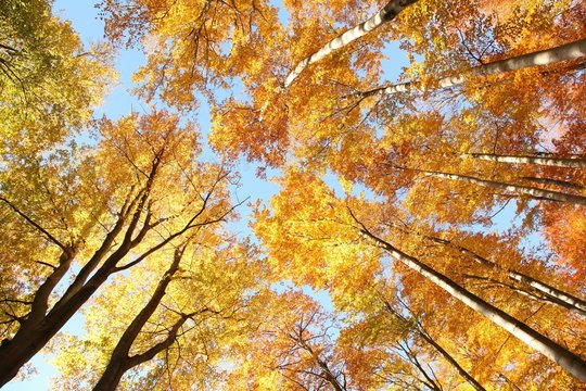 Autumn leaves of trees in a beech forest against the blue sky