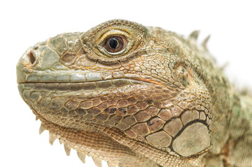 Iguana