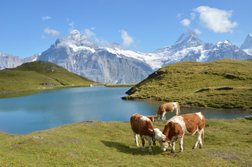 Fototapeta na wymiar Krowy w alpejskiej łące. Jungfrau, Szwajcaria