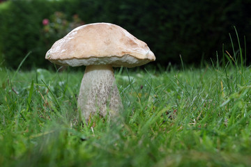 Cèpe, bolet, champignon