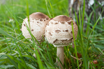 Two Parasol mushroom