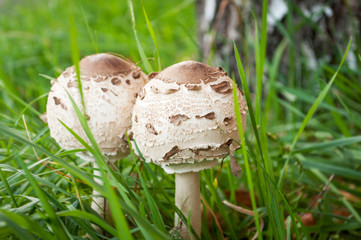 Parasol mushroom
