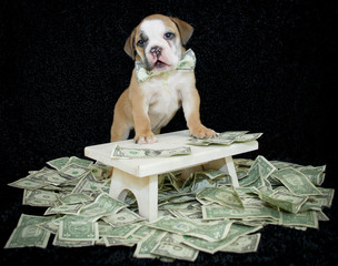 Who Ever Said Money Can't Buy Happiness,Never Bought A Puppy.