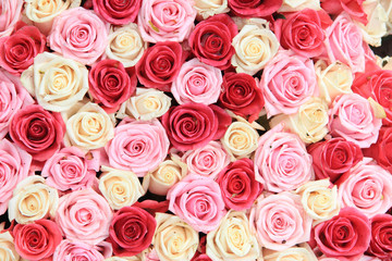 White and pink roses in arrangement