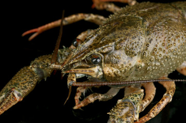 Alive crayfish on black background close-up
