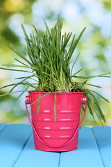 Green grass in bucket on wooden table on bright background