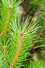 Pine branch