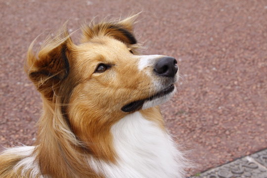 sheltie collie dog