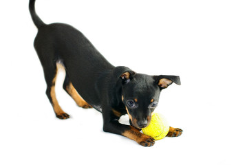Cute puppy of russian toy-terrier