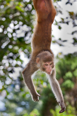 Naklejka premium monkey hanging