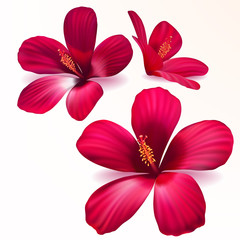 Vector red flowers