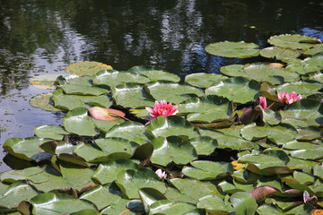 Floating water lillies